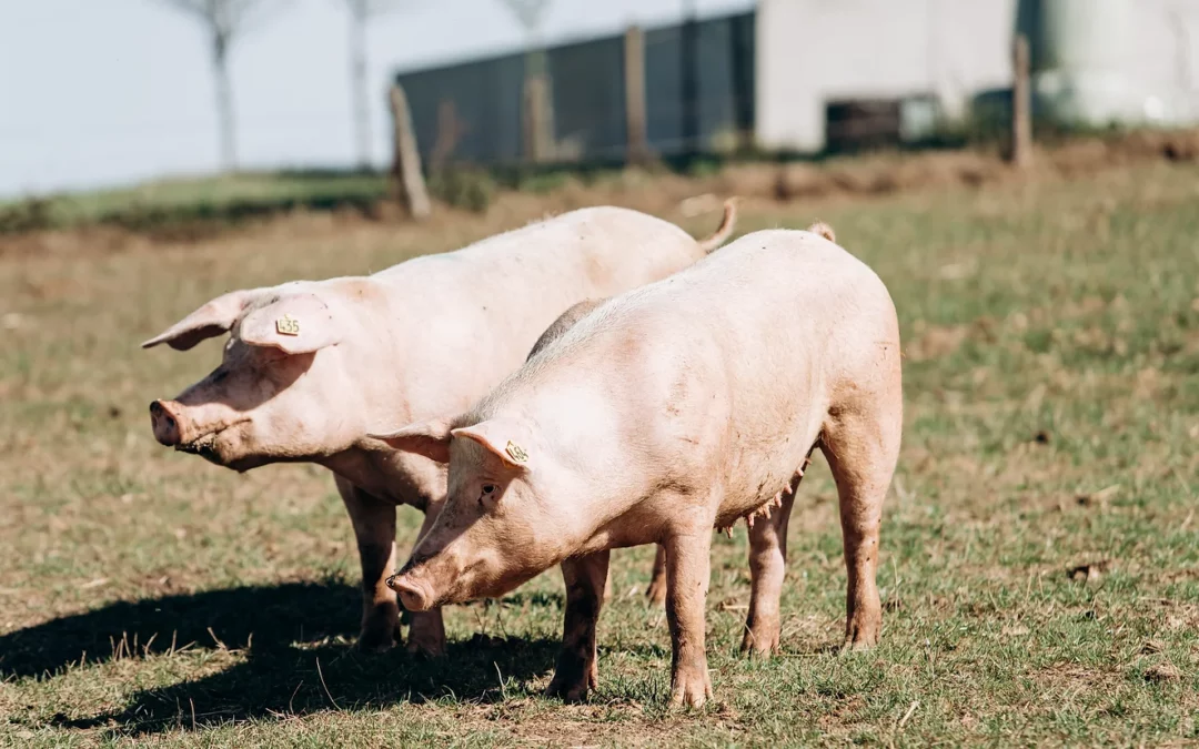 HET SPILVARKEN OP ‘T VERBAND